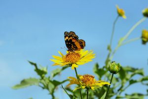 butterfly, insect, flower, wings, pollination, bloom, nature