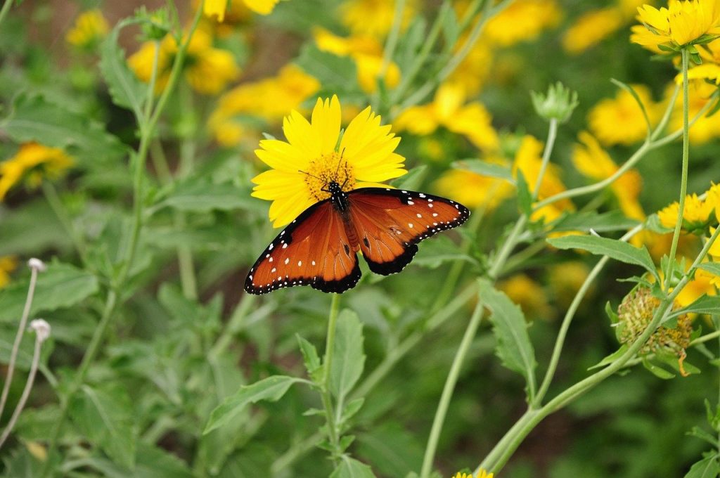 butterfly, insect, flower, wings, pollination, bloom, nature